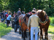 Mladé hody 2014 - kácení a stavění máje